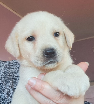 Les chiots de Labrador Retriever