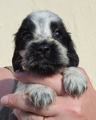 Les chiots de Cocker Spaniel Anglais