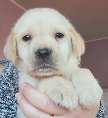 Les chiots de Labrador Retriever