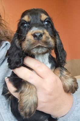 Les chiots de Cocker Spaniel Anglais