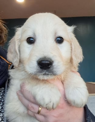 Les chiots de Golden Retriever