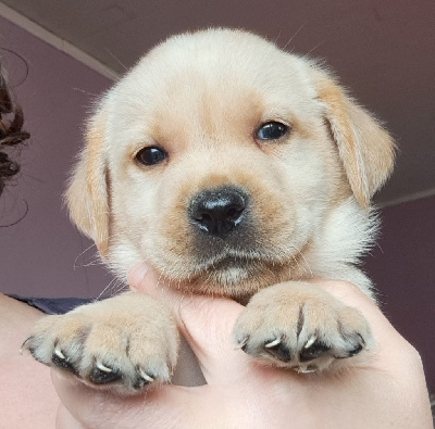 Les chiots de Labrador Retriever