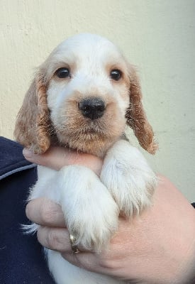 Valco (marron) - Cocker Spaniel Anglais