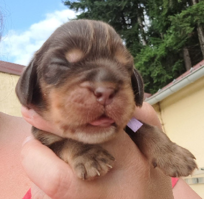 Les chiots de Cocker Spaniel Anglais