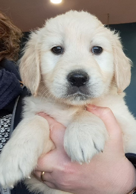 Les chiots de Golden Retriever