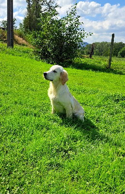 Les chiots de Golden Retriever