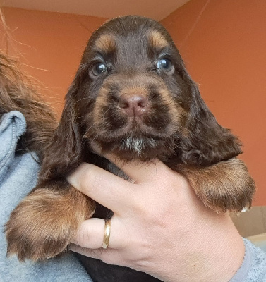 Les chiots de Cocker Spaniel Anglais