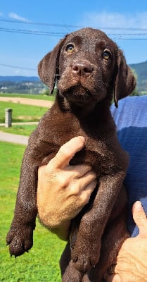 Les chiots de Labrador Retriever