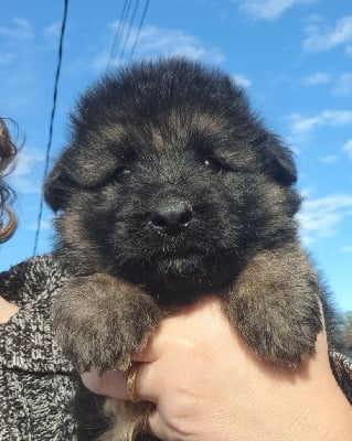 Les chiots de Berger Allemand Poil Long