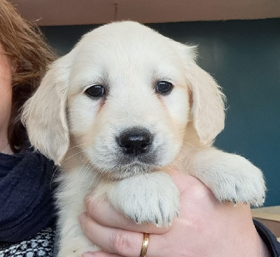 Les chiots de Golden Retriever