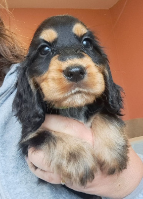 Les chiots de Cocker Spaniel Anglais