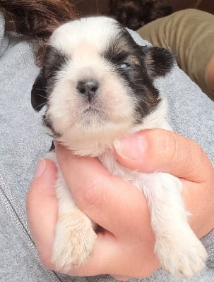 Les chiots de Shih Tzu