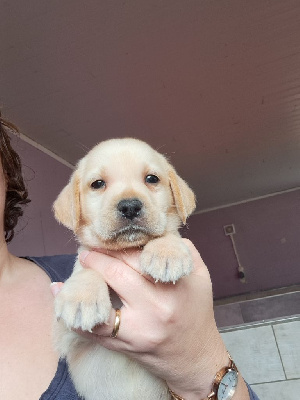 Les chiots de Labrador Retriever