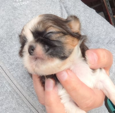 Volga - Shih Tzu