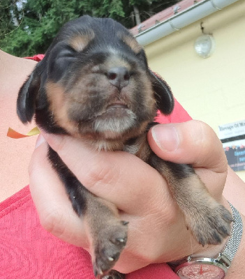 Les chiots de Cocker Spaniel Anglais