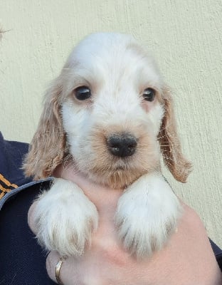 Les chiots de Cocker Spaniel Anglais