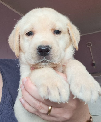 Les chiots de Labrador Retriever