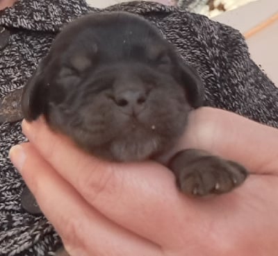 Les chiots de Cocker Spaniel Anglais