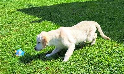 Les chiots de Golden Retriever