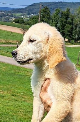 Les chiots de Golden Retriever