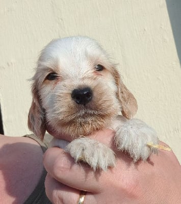 Les chiots de Cocker Spaniel Anglais