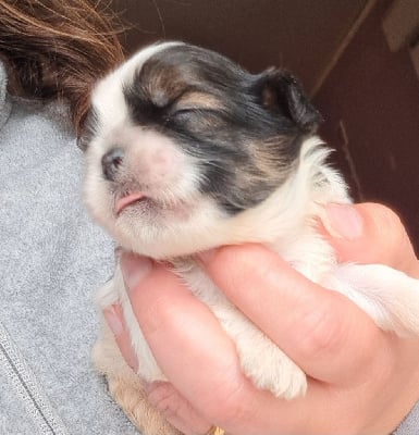 Les chiots de Shih Tzu