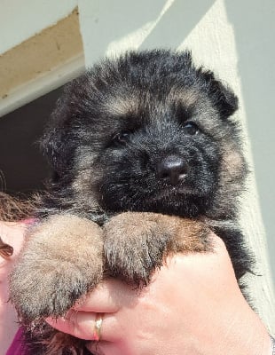 Les chiots de Berger Allemand Poil Long