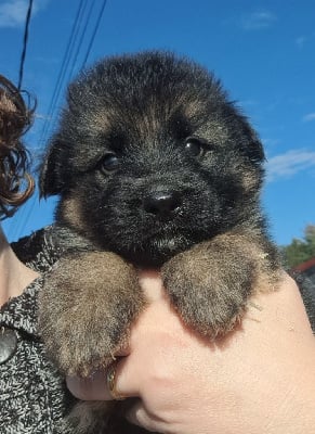 Les chiots de Berger Allemand Poil Long