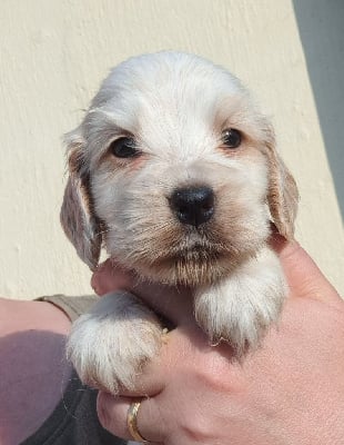 Les chiots de Cocker Spaniel Anglais