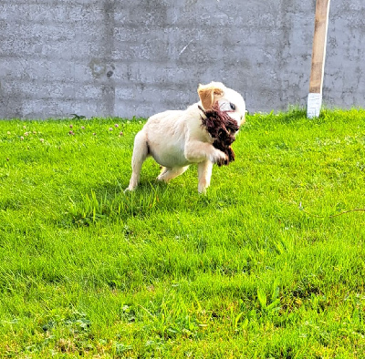 Les chiots de Golden Retriever