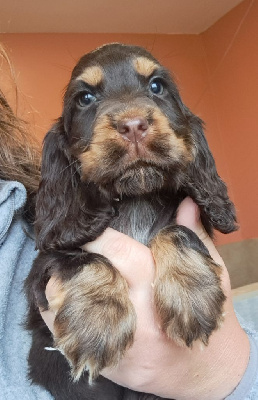 Les chiots de Cocker Spaniel Anglais