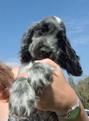 Les chiots de Cocker Spaniel Anglais