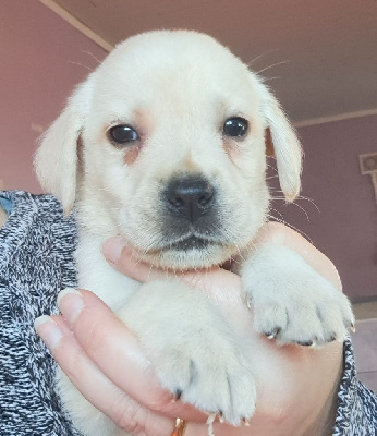 Les chiots de Labrador Retriever