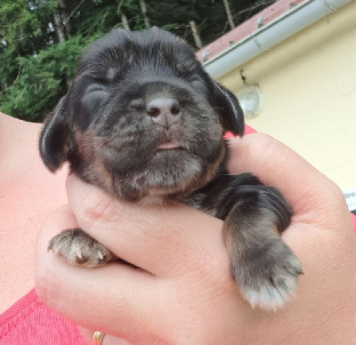 Les chiots de Cocker Spaniel Anglais