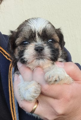 Les chiots de Shih Tzu