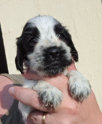 Les chiots de Cocker Spaniel Anglais