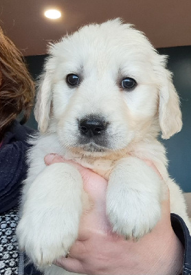 Les chiots de Golden Retriever