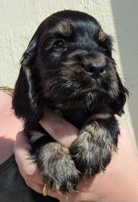 Les chiots de Cocker Spaniel Anglais