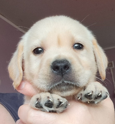 Les chiots de Labrador Retriever