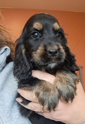 Les chiots de Cocker Spaniel Anglais