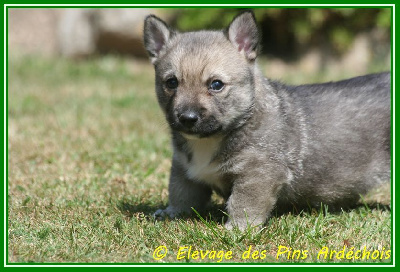 Les chiots de Spitz des Visigoths