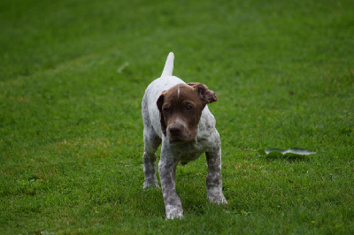 Les chiots de Braque français, type Pyrenees (petite taille)