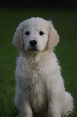 Les chiots de Golden Retriever