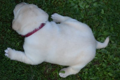 Les chiots de Labrador Retriever