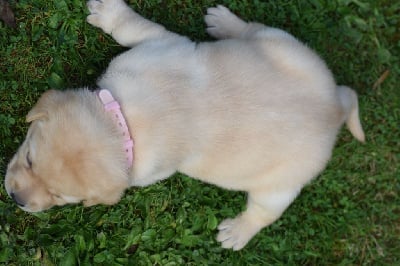 Les chiots de Labrador Retriever