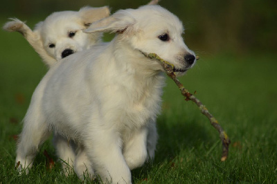 Les chiots de Golden Retriever