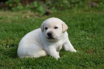 Les chiots de Labrador Retriever