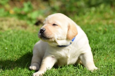 Les chiots de Labrador Retriever