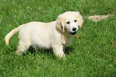 Les chiots de Golden Retriever