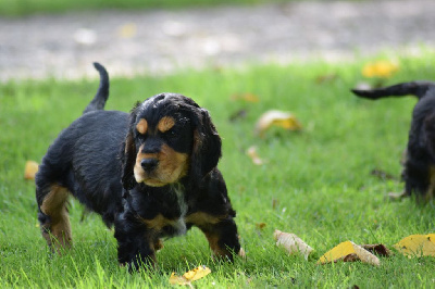 Les chiots de Cocker Spaniel Anglais